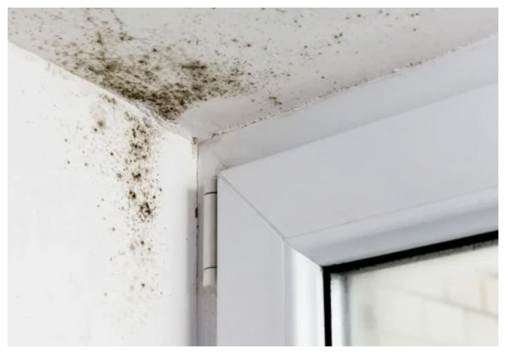 Μούχλα και υγρασία στο σπίτι: Οι τρόποι για να την αποτρέψετε και να την αντιμετωπίσετε μια και καλή