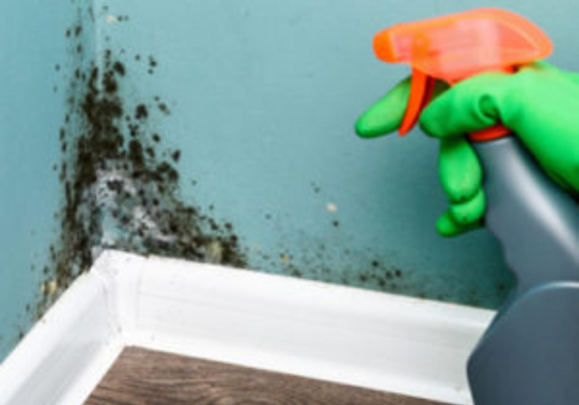 Μούχλα και υγρασία στο σπίτι: Οι τρόποι για να την αποτρέψετε και να την αντιμετωπίσετε μια και καλή