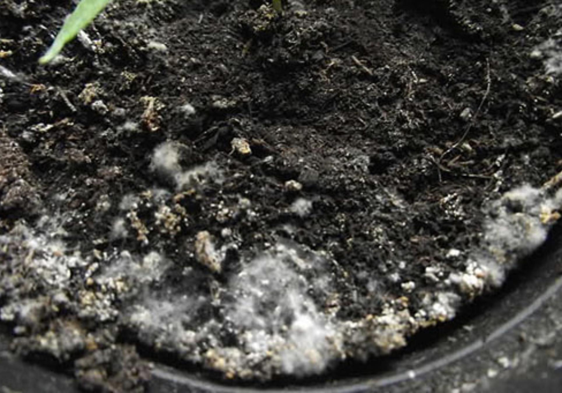 Μούχλα και υγρασία στο σπίτι: Οι τρόποι για να την αποτρέψετε και να την αντιμετωπίσετε μια και καλή