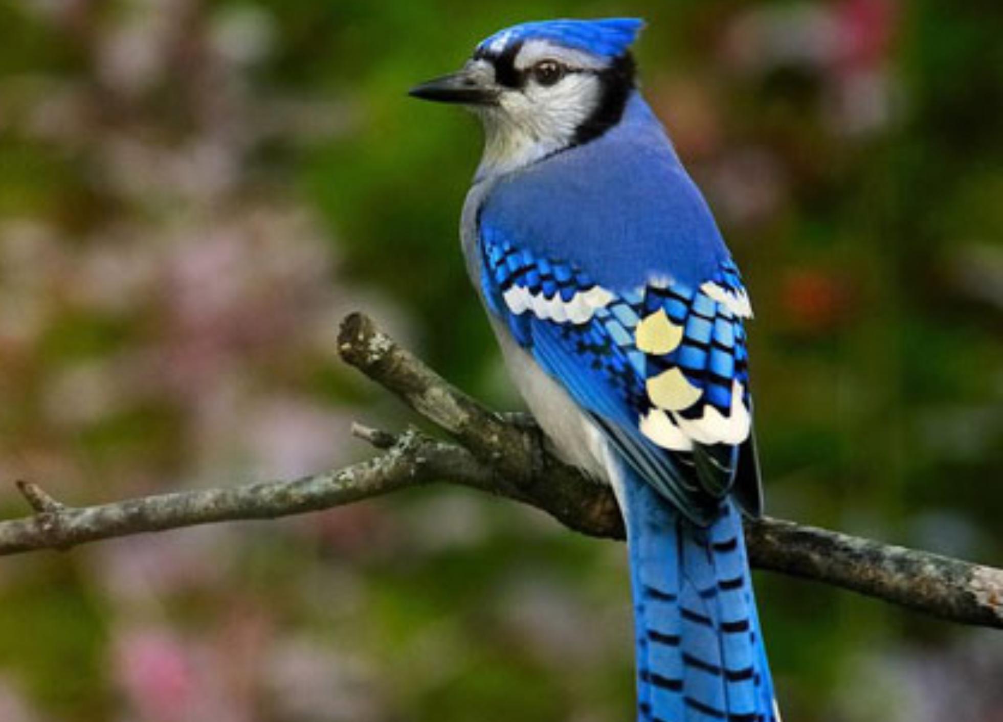 Ψυχολογικό τεστ: Το πτηνό που θα διαλέξεις θα σου δείξει τον τρόπο που αντιμετωπίζεις τις δυσκολίες