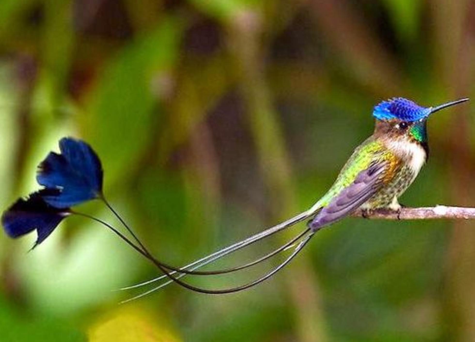 Ψυχολογικό τεστ: Το πτηνό που θα διαλέξεις θα σου δείξει τον τρόπο που αντιμετωπίζεις τις δυσκολίες