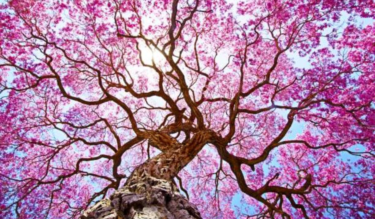 Tι δέντρο είναι το παιδί σας; – Ενα αλλιώτικο τεστ προσωπικότητας