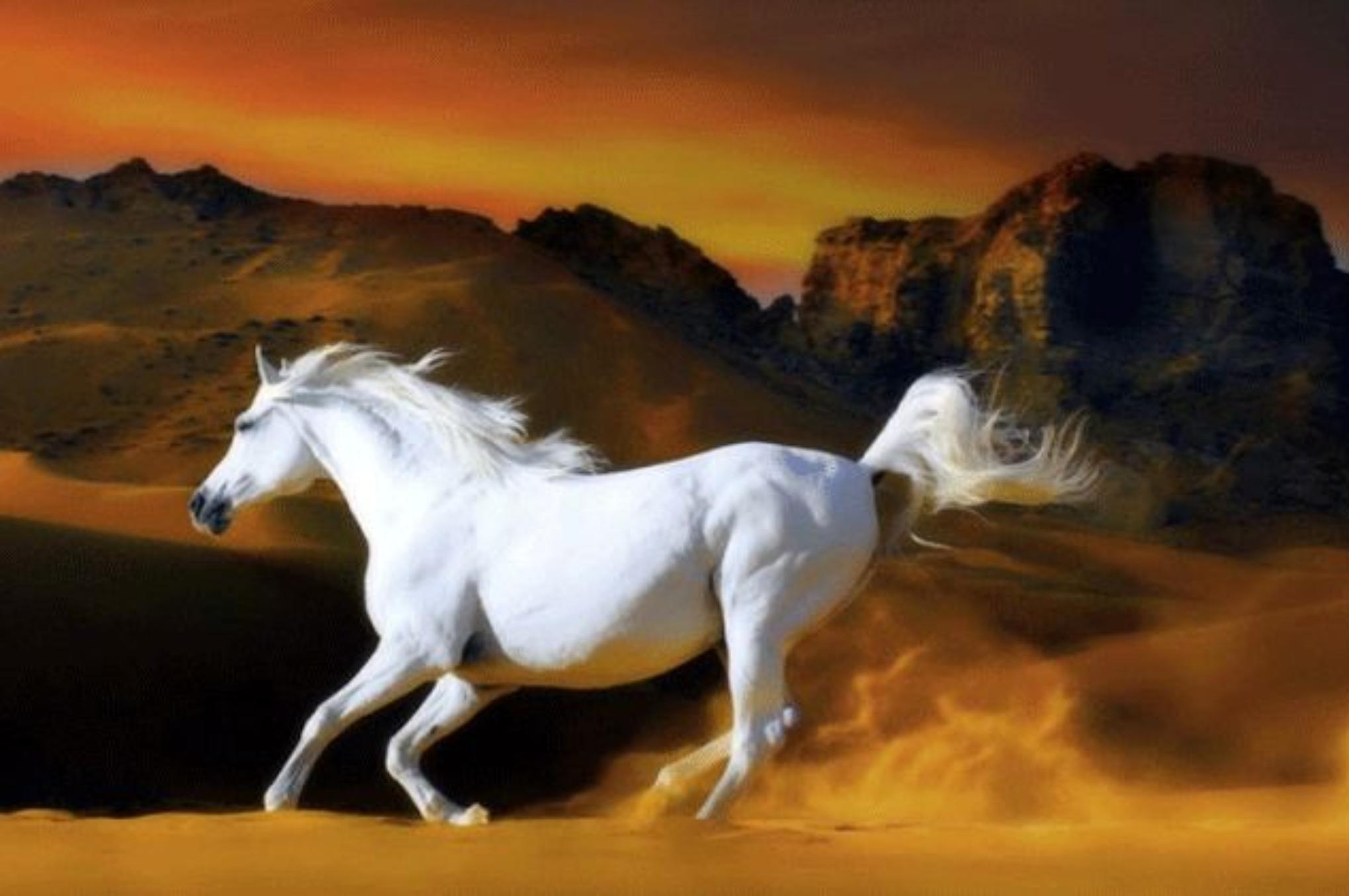 Ψυχολογικό τεστ: Η έρημος και τα ζώα – Το τεστ που θα σου δείξει τι θυσιάζεις πρώτο στη ζωή σου