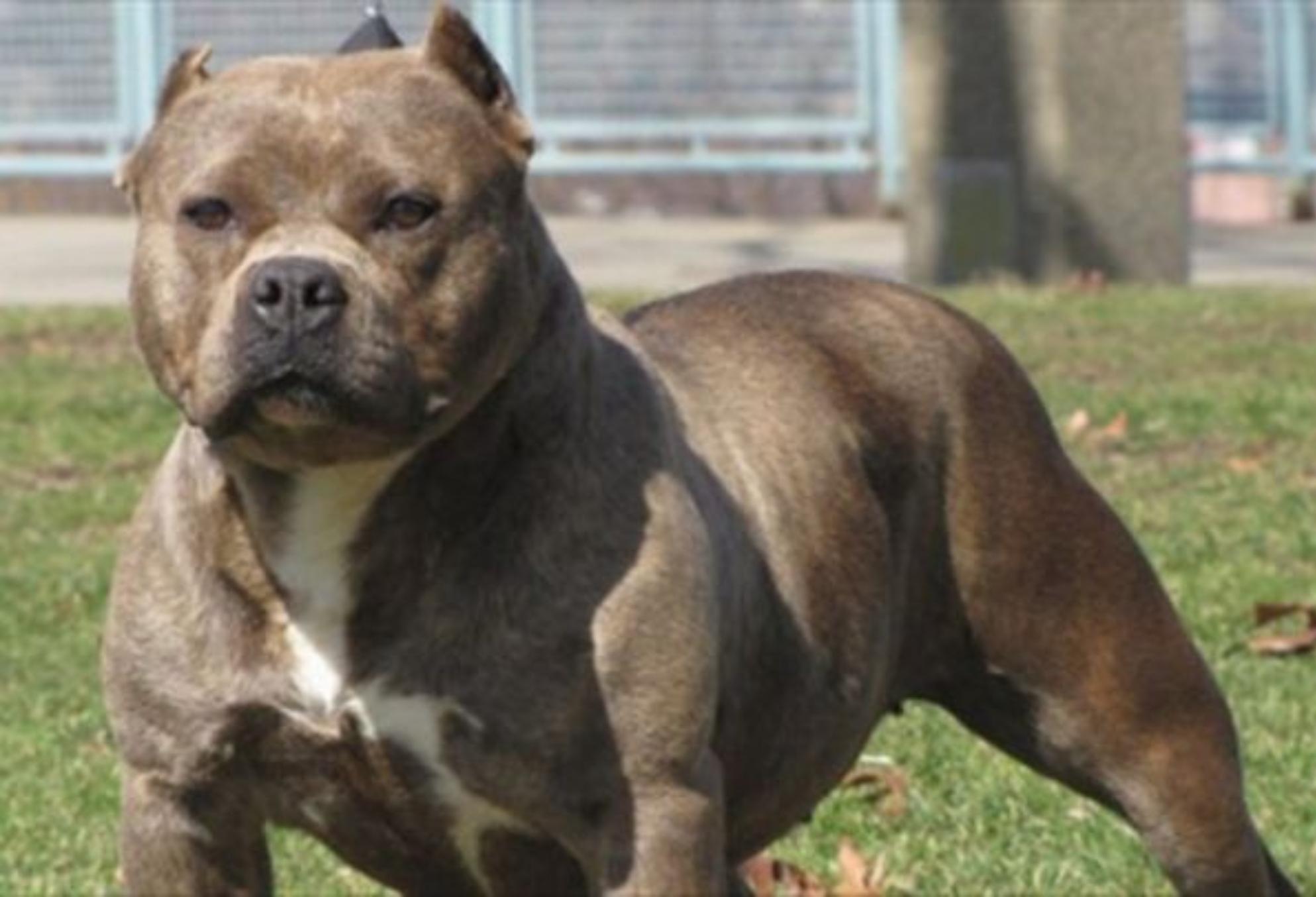 Πίτμπουλ κατασπάραξαν 60χρονη μέσα στο διαμέρισμά της στον Βύρωνα