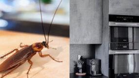 Κατσαρίδες: Σε αυτό το σημείο της κουζίνας είναι η κρυψώνα τους