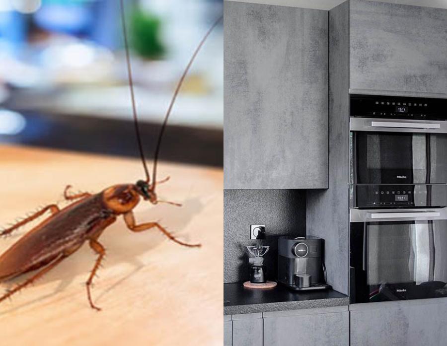 Κατσαρίδες: Σε αυτό το σημείο της κουζίνας είναι η κρυψώνα τους