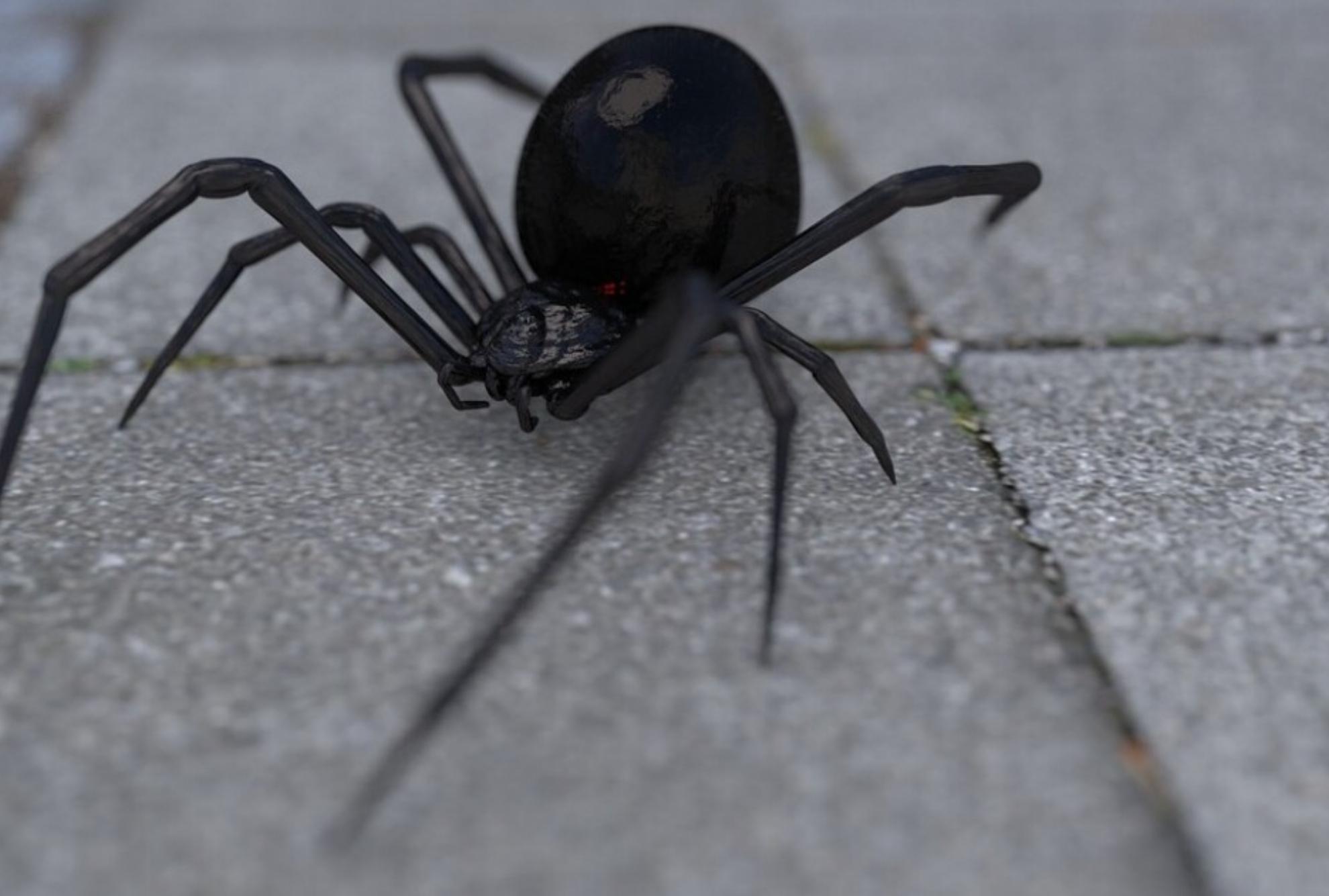 Μαύρη χήρα: Πόσο επικίνδυνο είναι το τσίμπημα για τα παιδιά – Τα ύποπτα συμπτώματα που μοιάζουν με αυτά της σκωληκοειδίτιδας