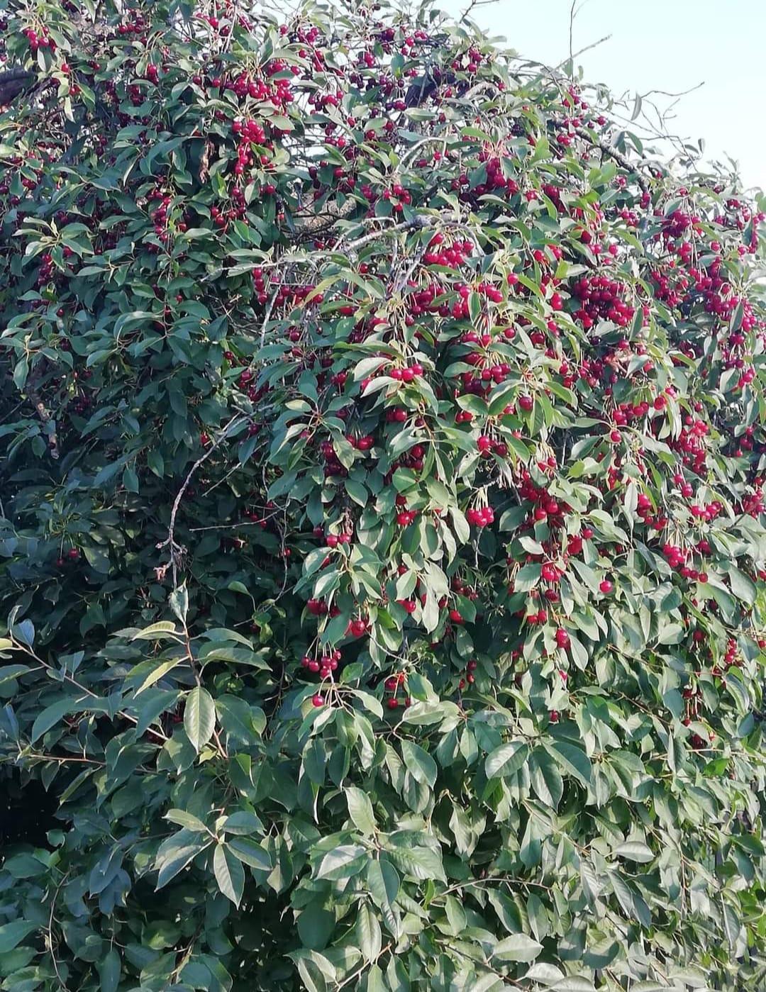 σπιτική-βυσσινάδα-συνταγή-