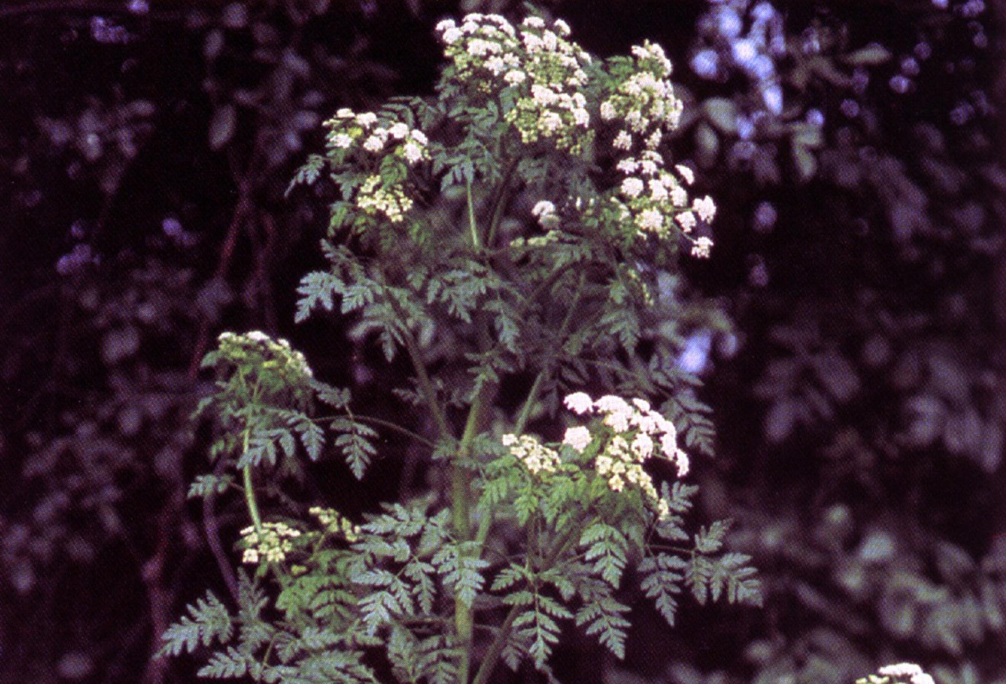 Τα επικίνδυνα φυτά που δεν πρέπει να αγγίξεις ποτέ – Προκαλούν από απώλεια μαλλιών μέχρι εγκεφαλική νάρκη