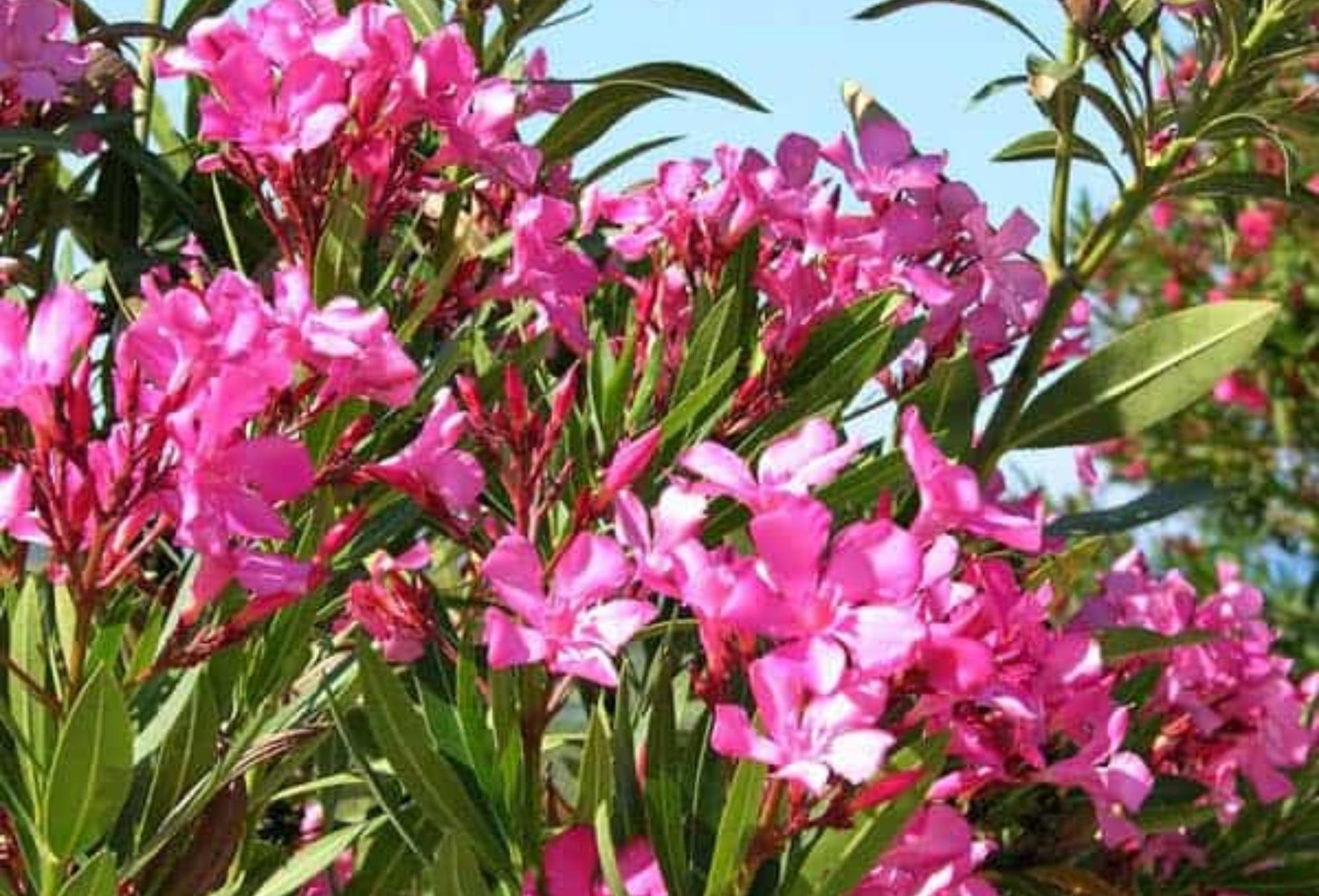 Τα επικίνδυνα φυτά που δεν πρέπει να αγγίξεις ποτέ – Προκαλούν από απώλεια μαλλιών μέχρι εγκεφαλική νάρκη