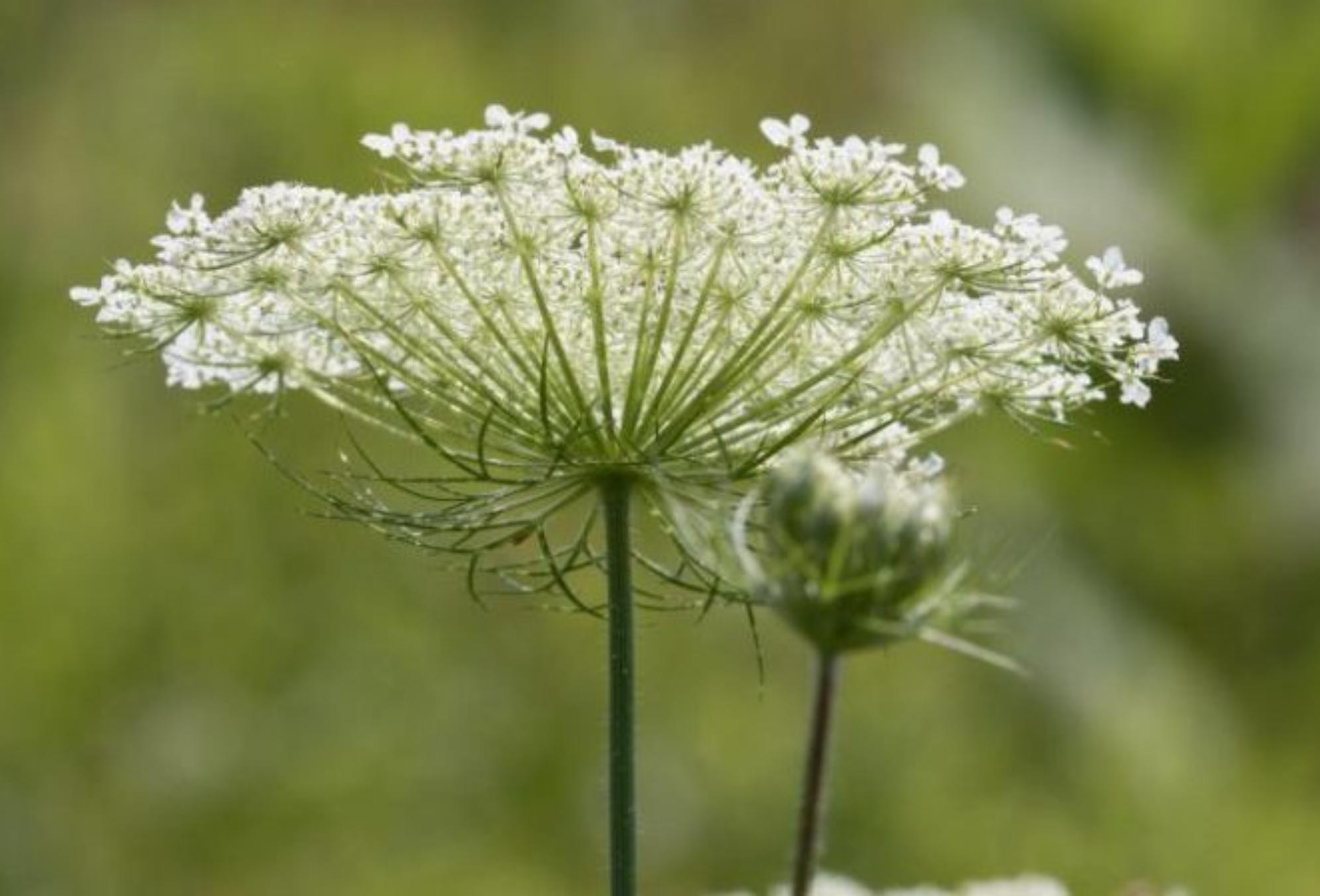 Τα επικίνδυνα φυτά που δεν πρέπει να αγγίξεις ποτέ – Προκαλούν από απώλεια μαλλιών μέχρι εγκεφαλική νάρκη