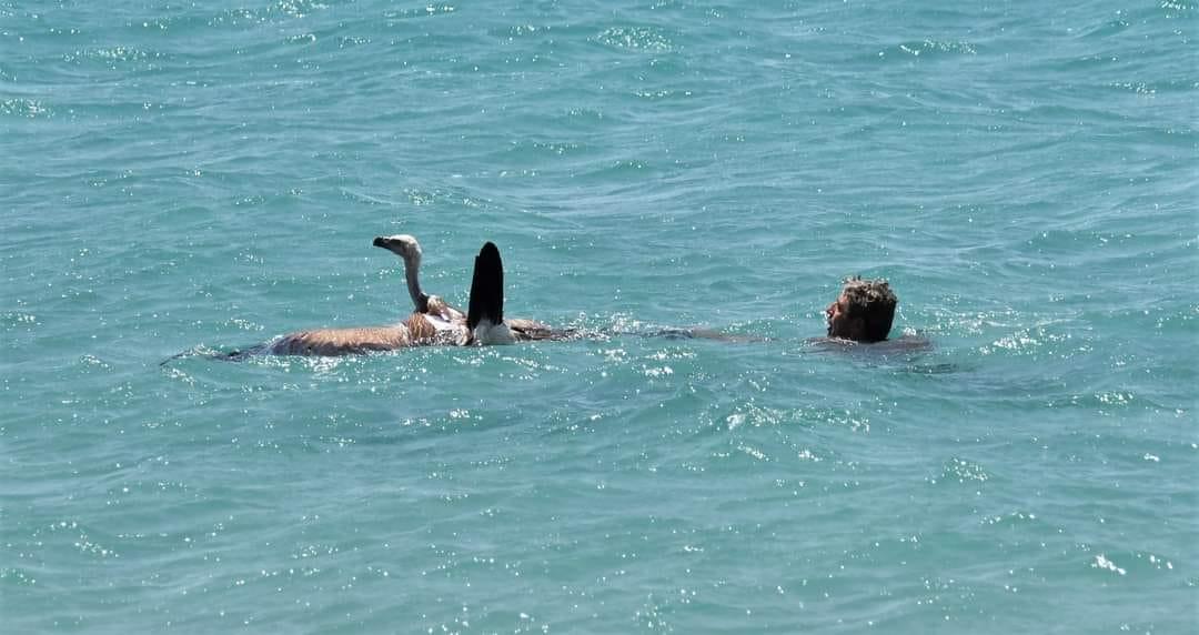 Κρήτη: Λουόμενος έσωσε γύπα που πήγε να πνιγεί στην θάλασσα