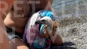 Κρήτη: Λουόμενος έσωσε γύπα που πήγε να πνιγεί στην θάλασσα