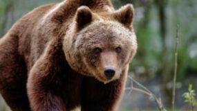 Χαλκιδική: Αρκούδα επανεμφανίστηκε στον Ταξιάρχη – Προκάλεσε μεγάλες ζημιές