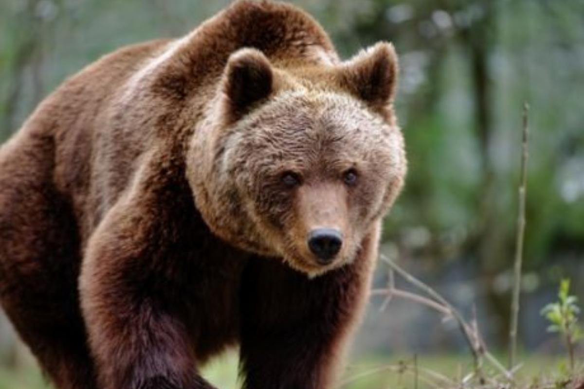 Χαλκιδική: Αρκούδα επανεμφανίστηκε στον Ταξιάρχη – Προκάλεσε μεγάλες ζημιές