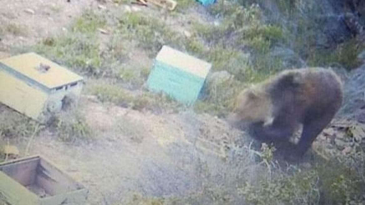 Χαλκιδική: Αρκούδα επανεμφανίστηκε στον Ταξιάρχη – Προκάλεσε μεγάλες ζημιές