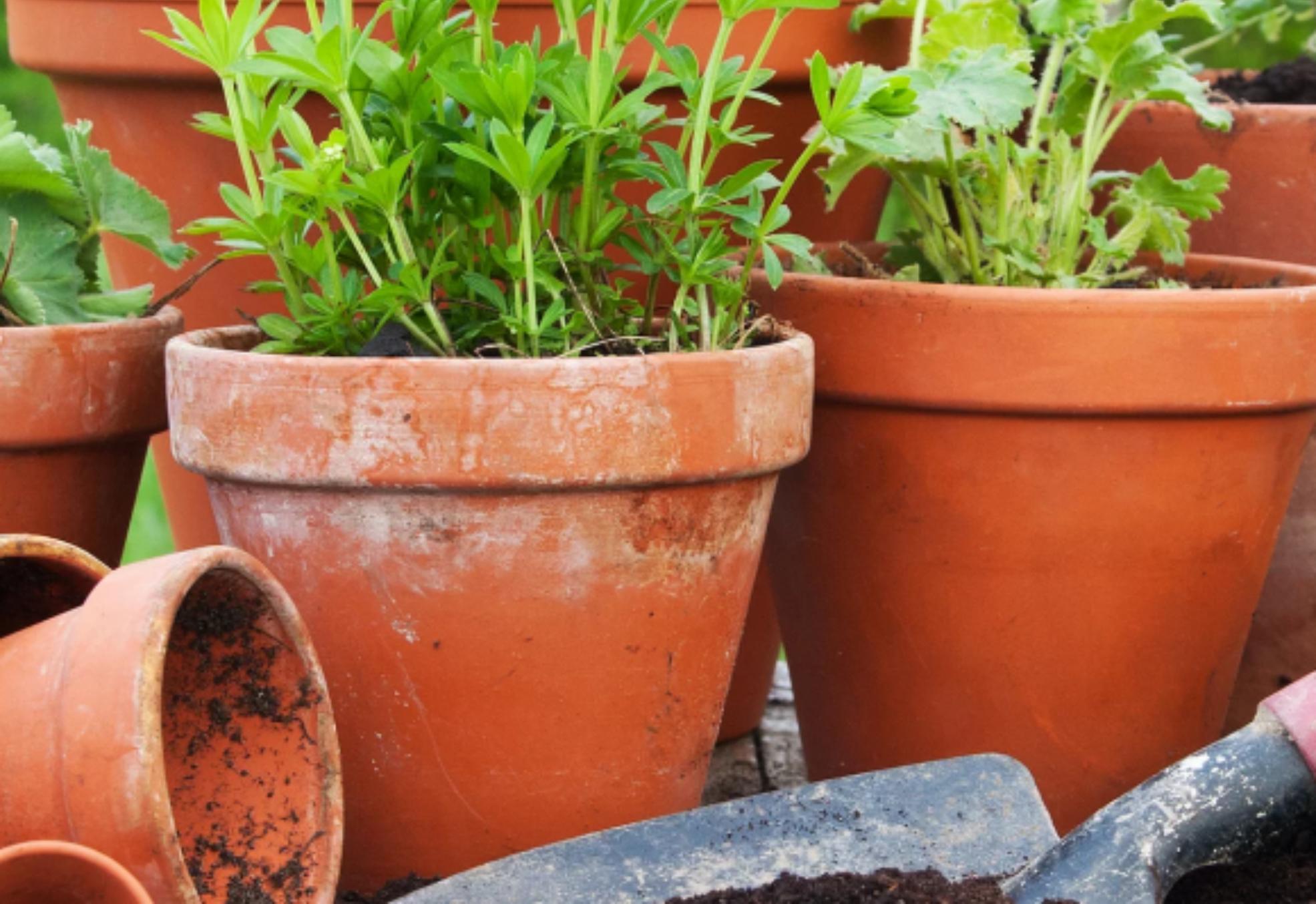 Καθαρίστε γλάστρες μούχλα παιδικά παιχνίδια διατηρήστε ακόμα και τα φρεσκοκομμένα λουλούδια σας με ένα μόνο καθαριστικό 