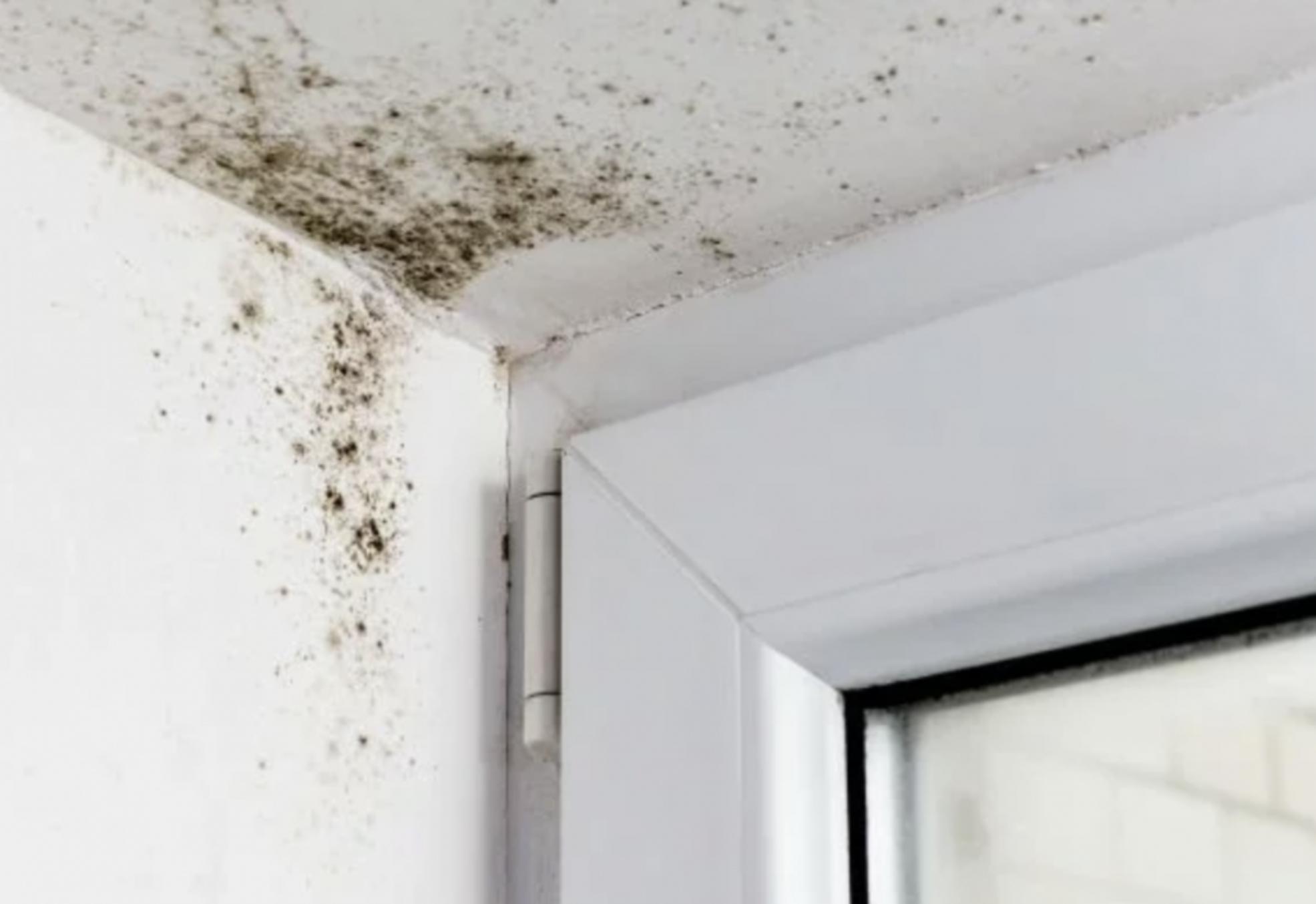 Καθαρίστε γλάστρες μούχλα παιδικά παιχνίδια διατηρήστε ακόμα και τα φρεσκοκομμένα λουλούδια σας με ένα μόνο καθαριστικό