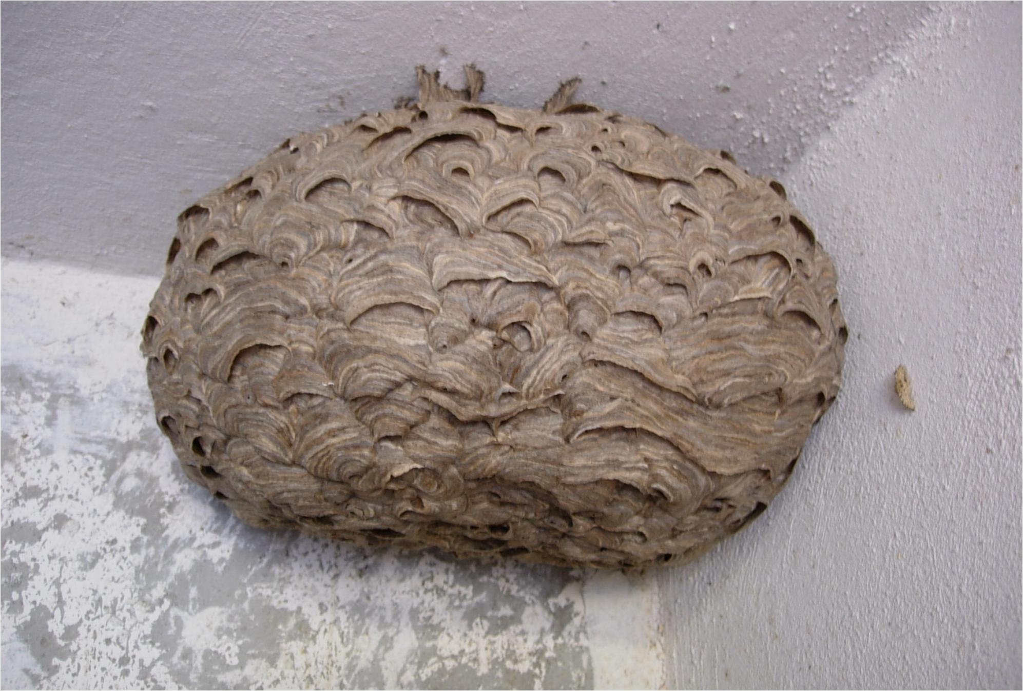 Μοιάζει με λάσπη αλλά δεν είναι αν το δείτε στο μπαλκόνι ή την αυλή σας μην το αγγίξετε – Δείτε πως να απαλλαγείτε