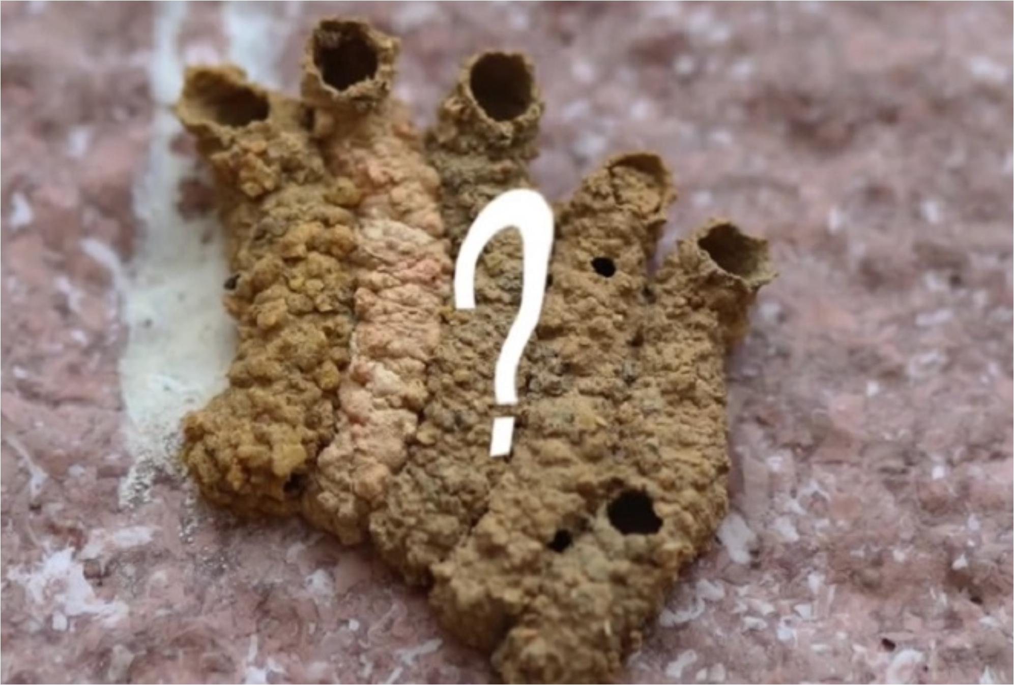 Μοιάζει με λάσπη αλλά δεν είναι αν το δείτε στο μπαλκόνι ή την αυλή σας μην το αγγίξετε – Δείτε πως να απαλλαγείτε