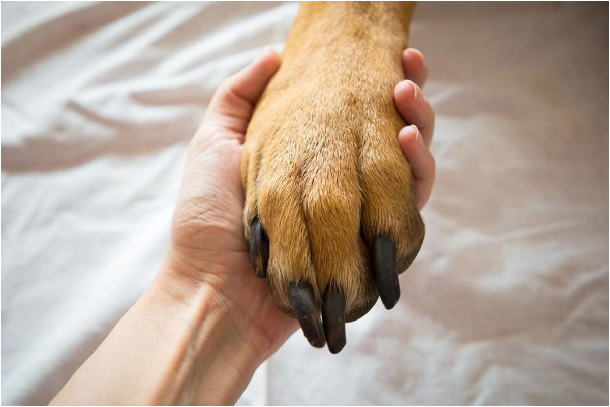 Γυναίκα συνελήφθη καθώς κακοποιούσε sεξου@λικά τον σκύλο της