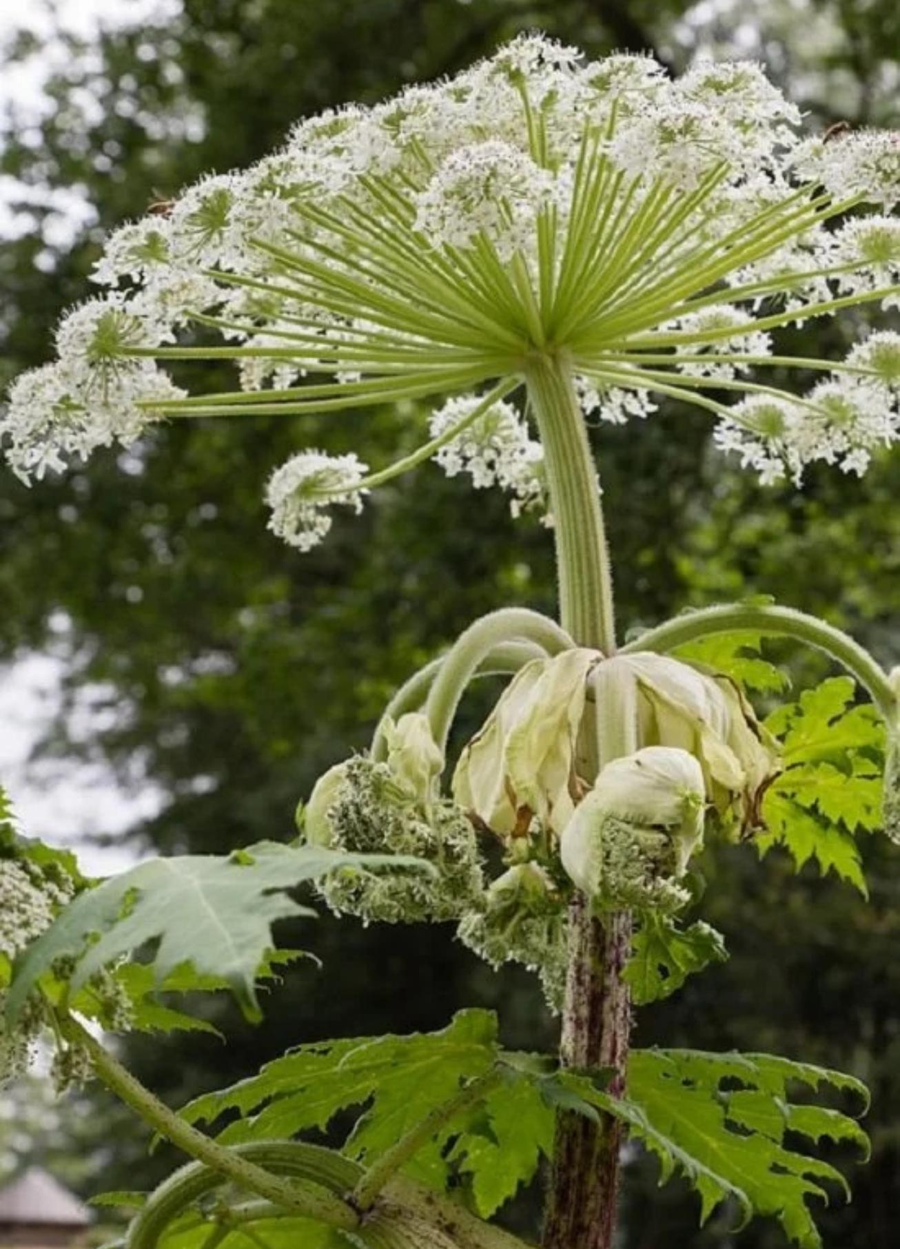 Αυτό είναι το επικίνδυνο φυτό που προκαλεί τύφλωση εγκαύματα και ουλές – Αν το δείτε μην το αγγίξετε