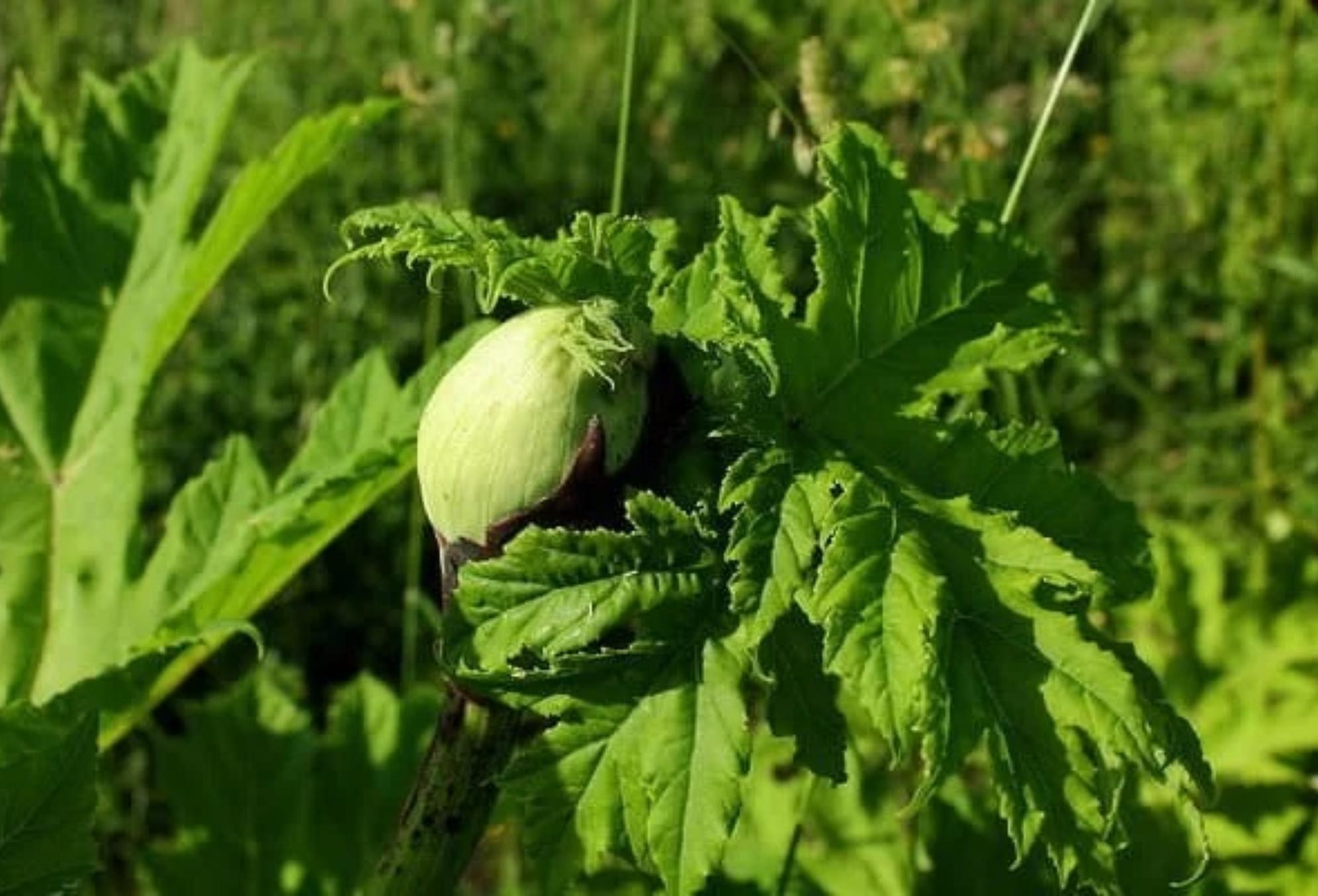 Αυτό είναι το επικίνδυνο φυτό που προκαλεί τύφλωση εγκαύματα και ουλές – Αν το δείτε μην το αγγίξετε