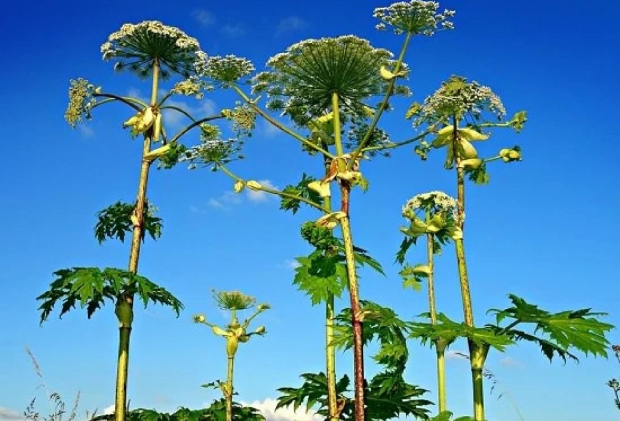 Αυτό είναι το επικίνδυνο φυτό που προκαλεί τύφλωση εγκαύματα και ουλές – Αν το δείτε μην το αγγίξετε