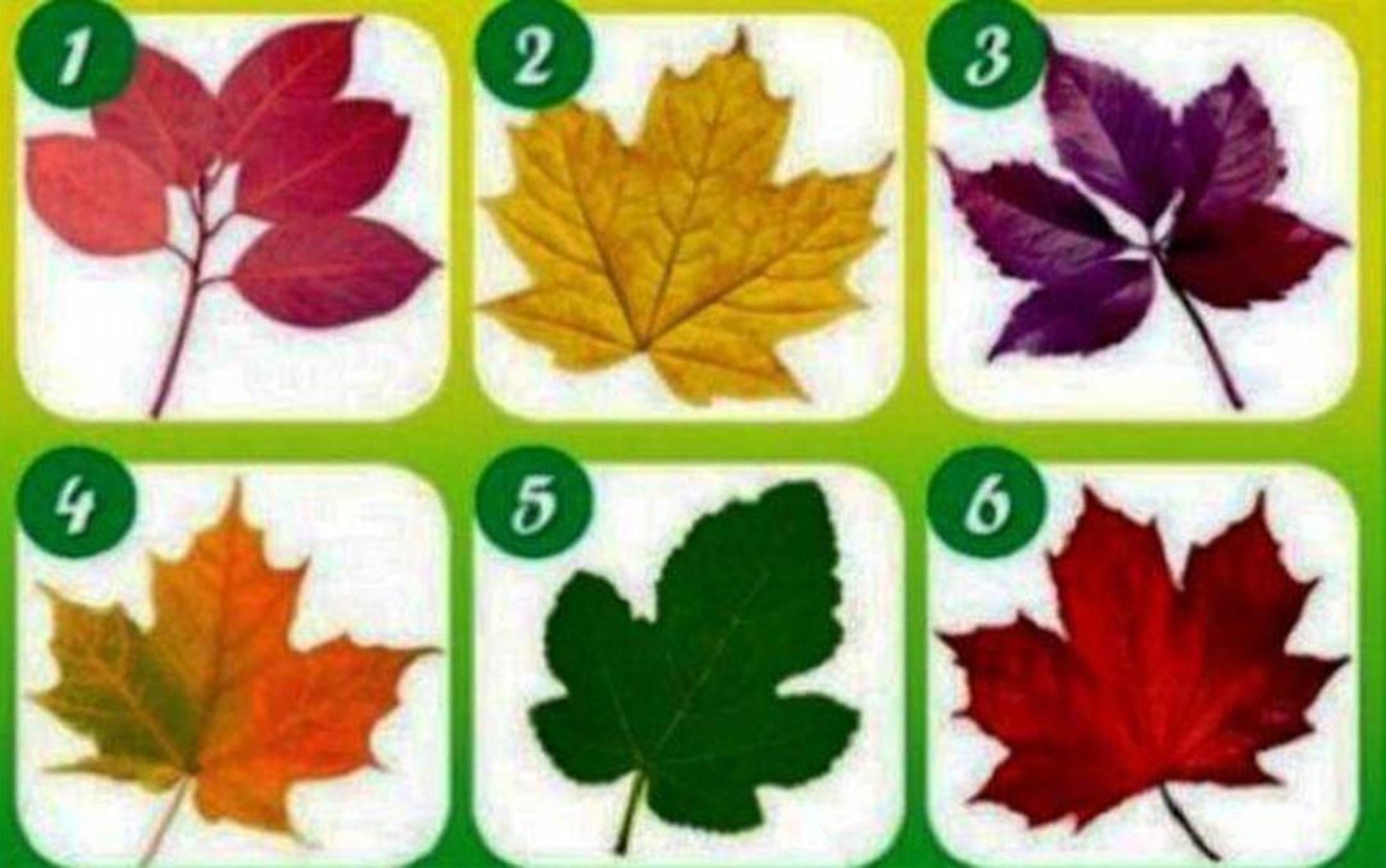 Τεστ Χαρακτήρα: Το φύλλο θα σου αποκαλύψει όλες τις κρυφές σου πτυχές