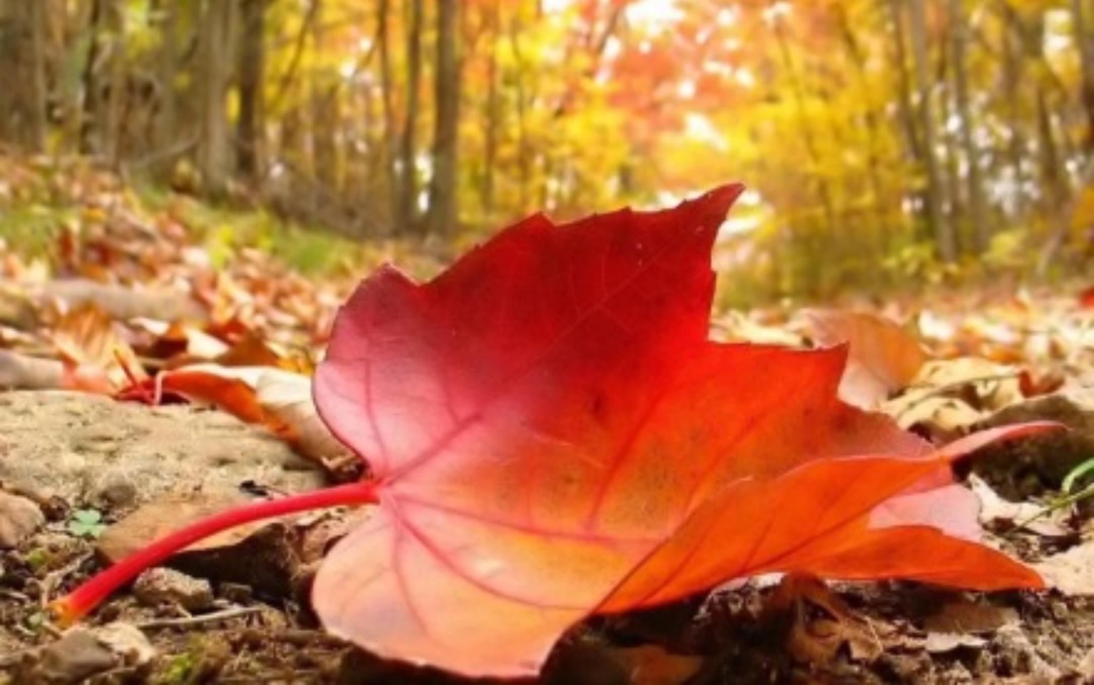 Τεστ Χαρακτήρα: Το φύλλο θα σου αποκαλύψει όλες τις κρυφές σου πτυχές