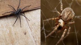 Αράχνες: Φυσικοί τρόποι για να κρατήσετε τις αράχνες οριστικά μακριά από το σπίτι σας