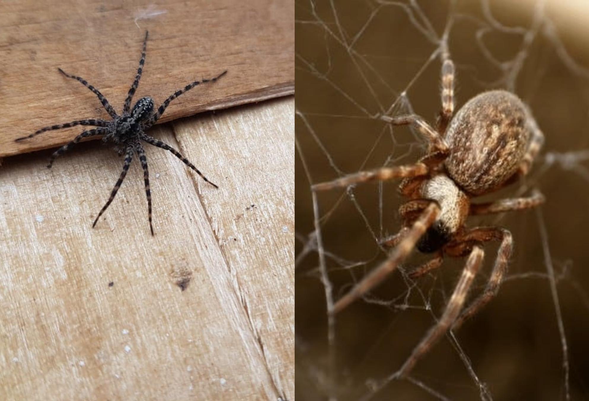 Αράχνες: Φυσικοί τρόποι για να κρατήσετε τις αράχνες οριστικά μακριά από το σπίτι σας