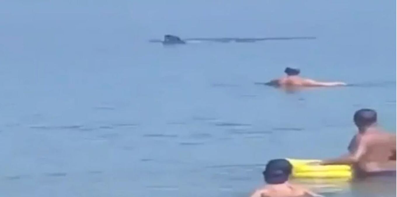 Θεσσαλονίκη: Φεγγαρόψαρο κολυμπούσε στα ρηχά και σόκαρε όλους τους λουόμενους