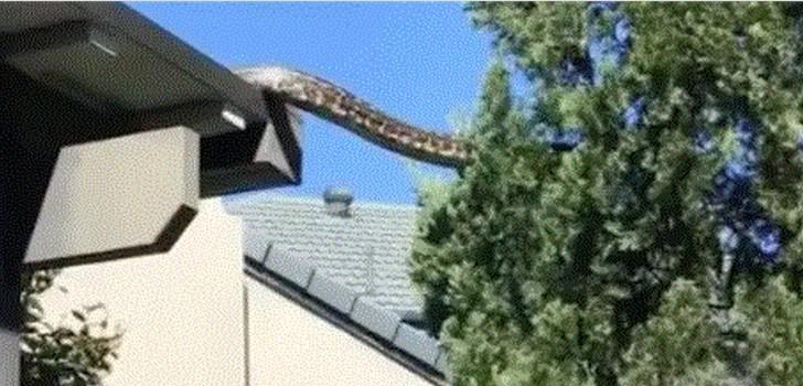 Πύθωνας 5 μέτρων έκανε βόλτες σε στέγη ενός σπιτιού