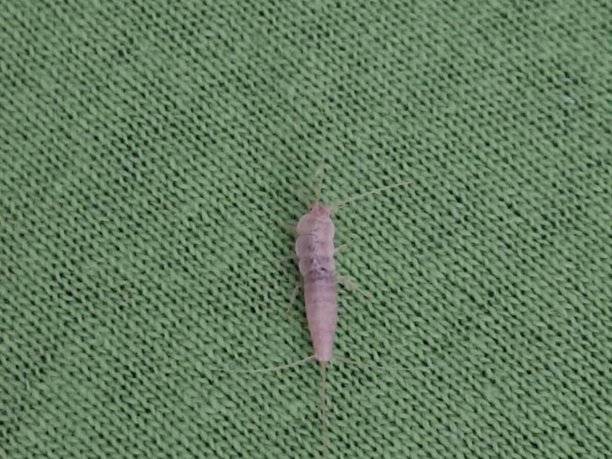 Αν έχει υγρασία και μούχλα στο σπίτι σίγουρα έχεις αυτά τα έντομα: Δες πως θα τα διώξεις