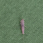 Αν έχει υγρασία και μούχλα στο σπίτι σίγουρα έχεις αυτά τα έντομα: Δες πως θα τα διώξεις