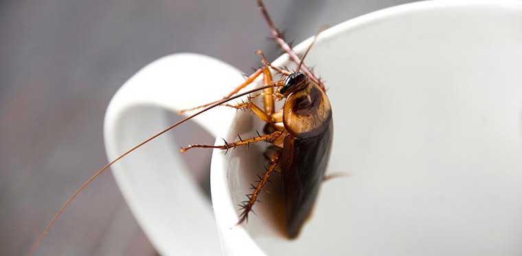 Μεγάλες κατσαρίδες: Πότε μπαίνουν στο σπίτι και τι να προσέξετε για να τις αποφύγετε