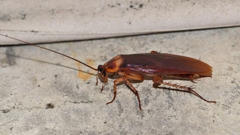 Μεγάλες κατσαρίδες: Πότε μπαίνουν στο σπίτι και τι να προσέξετε για να τις αποφύγετε