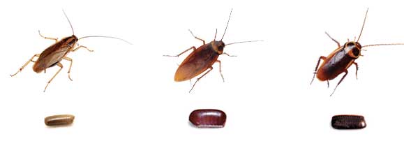 Μεγάλες κατσαρίδες: Πότε μπαίνουν στο σπίτι και τι να προσέξετε για να τις αποφύγετε
