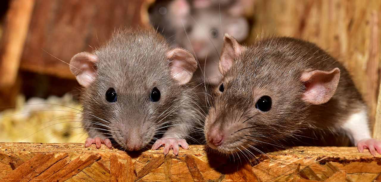 Περιττώματα-ποντικιού-4-1-σοβαρές-ασθένειες-που-μεταδίδουν-στον-άνθρωπο