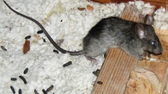 Ποντίκια και οι σοβαρές αρρώστιες που φέρνουν: Πως είναι τα περιττώματα τους και πώς να τα διώξετε