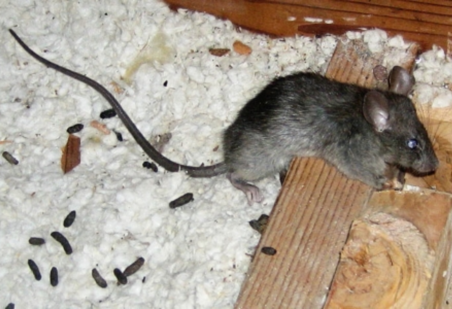 Ποντίκια: Πως θα τα ξεφορτωθείς από το σπίτι