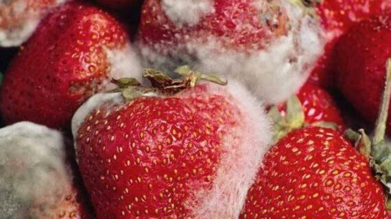 Για να μην πάει χαμένο τίποτα: Το κόλπο για να μη μουχλιάζουν γρήγορα τα φρούτα στο ψυγείο