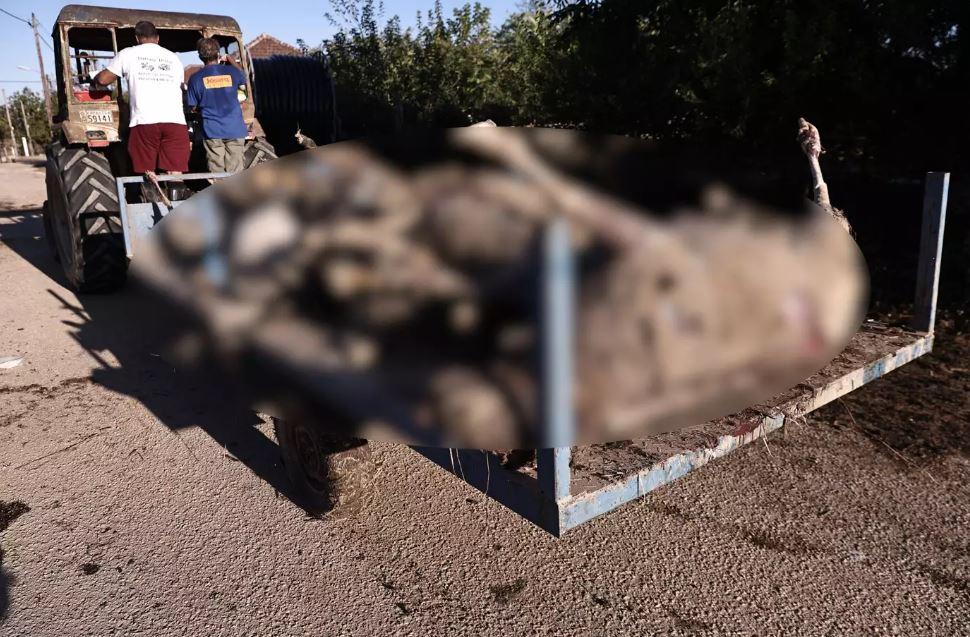 Σε κατάσταση συναγερμού η Θεσσαλία : Νεκροταφείο ζώων – Ανησυχία για την δημόσια υγεία – Μάχη με τις λάσπες