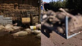 Σε κατάσταση συναγερμού  η Θεσσαλία : Νεκροταφείο ζώων  –   Ανησυχία για την δημόσια υγεία  – Μάχη με τις λάσπες