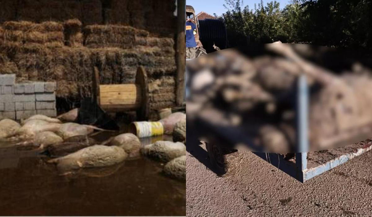 Σε κατάσταση συναγερμού  η Θεσσαλία : Νεκροταφείο ζώων  –   Ανησυχία για την δημόσια υγεία  – Μάχη με τις λάσπες