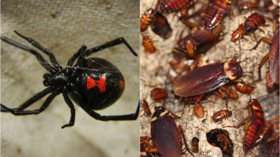 Φθινόπωρο 2023: Αράχνες, σφήκες, ψύλλοι, κατσαρίδες και τσιμπούρια απαλλαγείτε οριστικά με φυσικό τρόπο