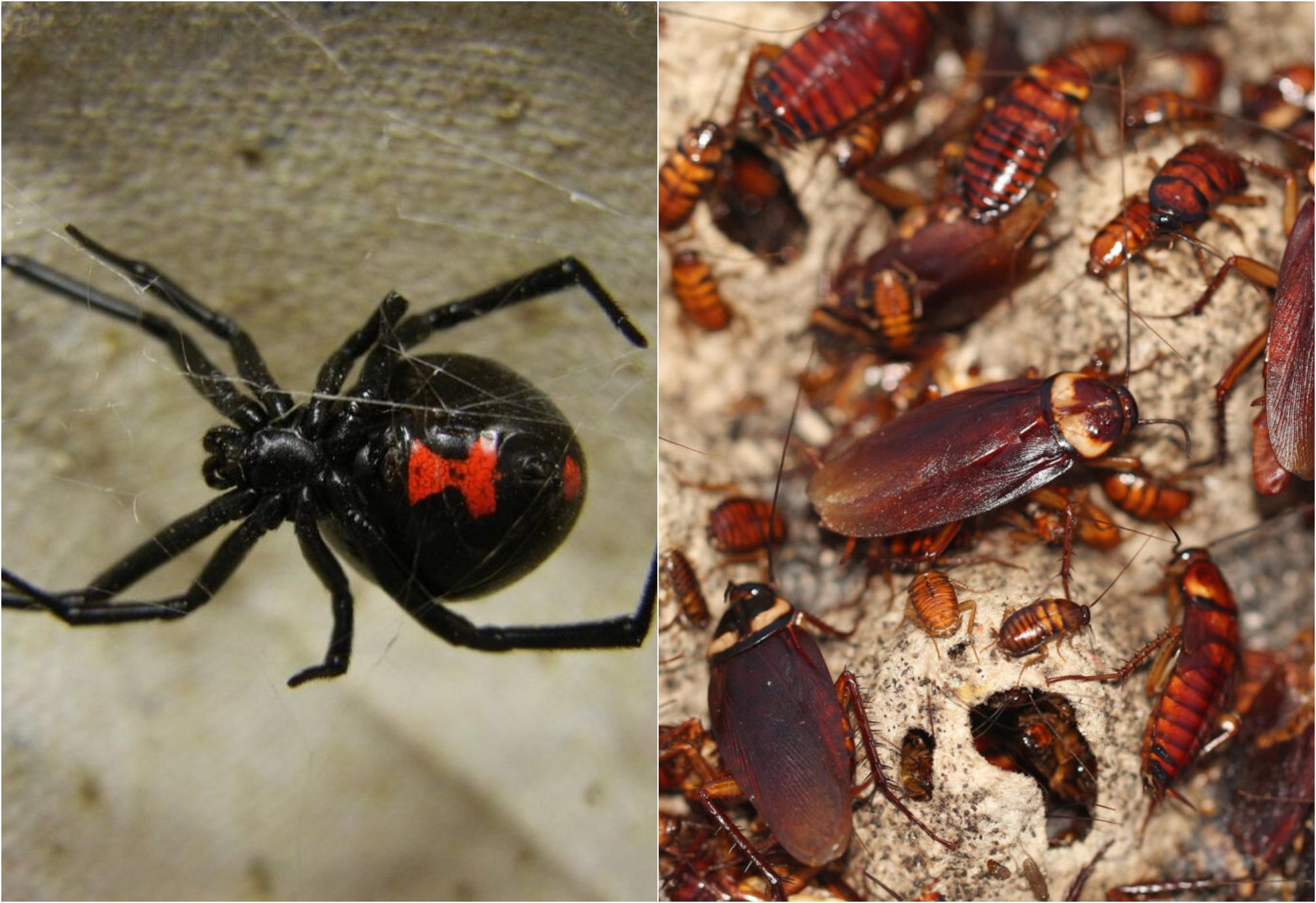 Φθινόπωρο 2023: Αράχνες, σφήκες, ψύλλοι, κατσαρίδες και τσιμπούρια απαλλαγείτε οριστικά με φυσικό τρόπο