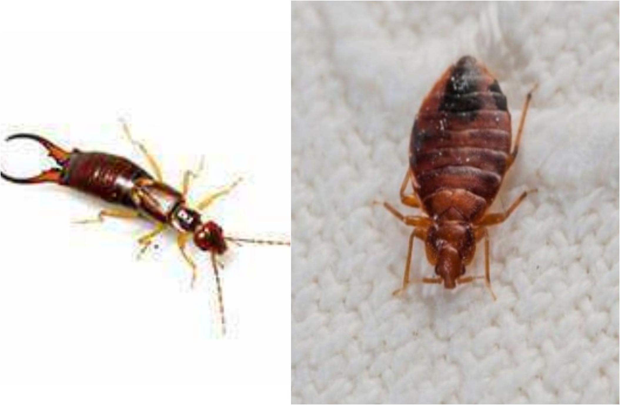 Φθινόπωρο 2023: Ψαλίδες Κατσαρίδες Σκώρος και Φρουτόμυγες ξεφορτωθείτε εύκολα και γρήγορα