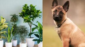 Τα φυτά που απαγορεύονται αν έχεις σκύλο: Προκαλούν λήθαργο, δερματοπάθειες και εμετούς